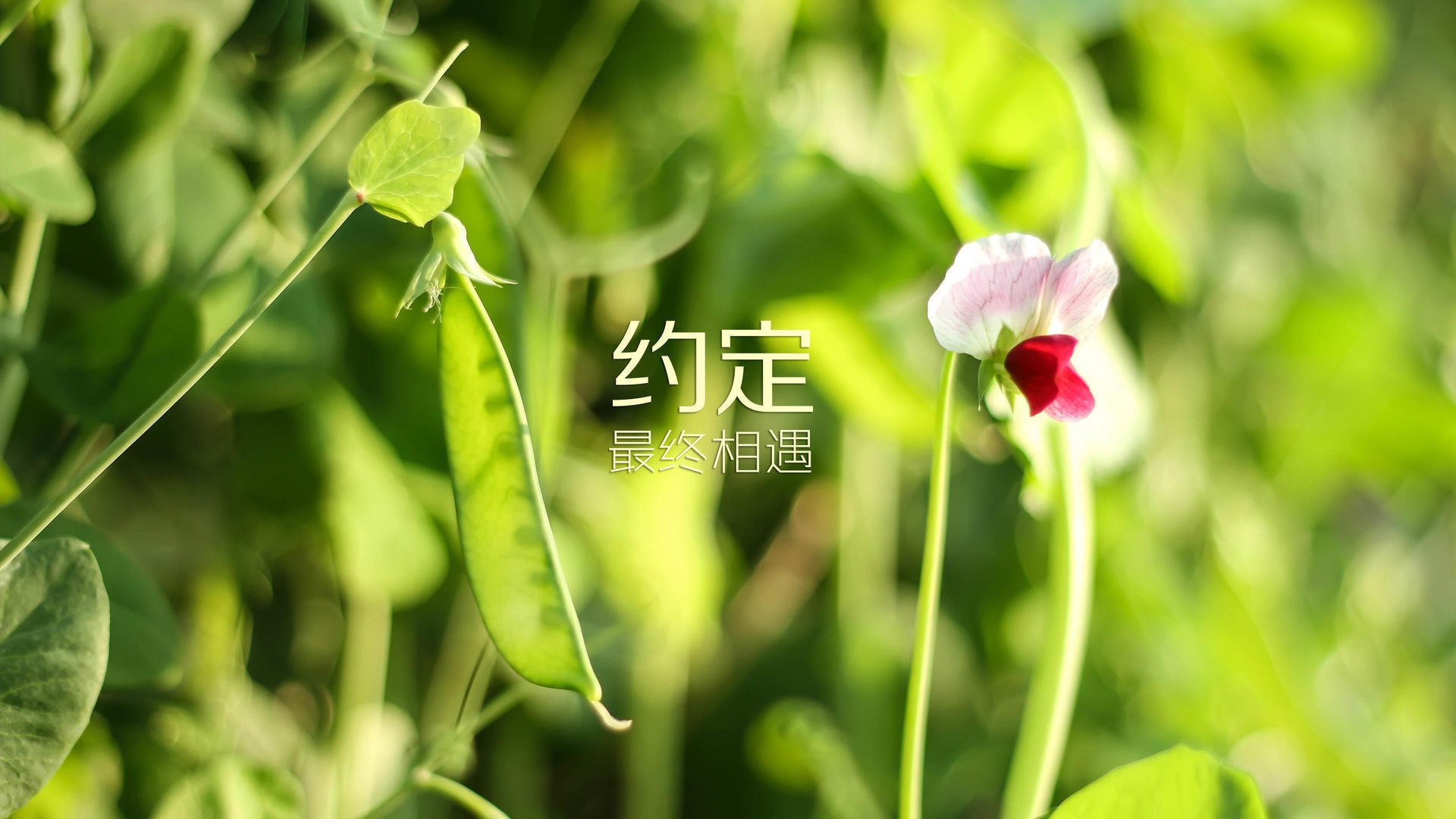 圣吉卢瓦联队在比甲联赛中表现出色，接近夺冠。，圣吉奥是什么意思