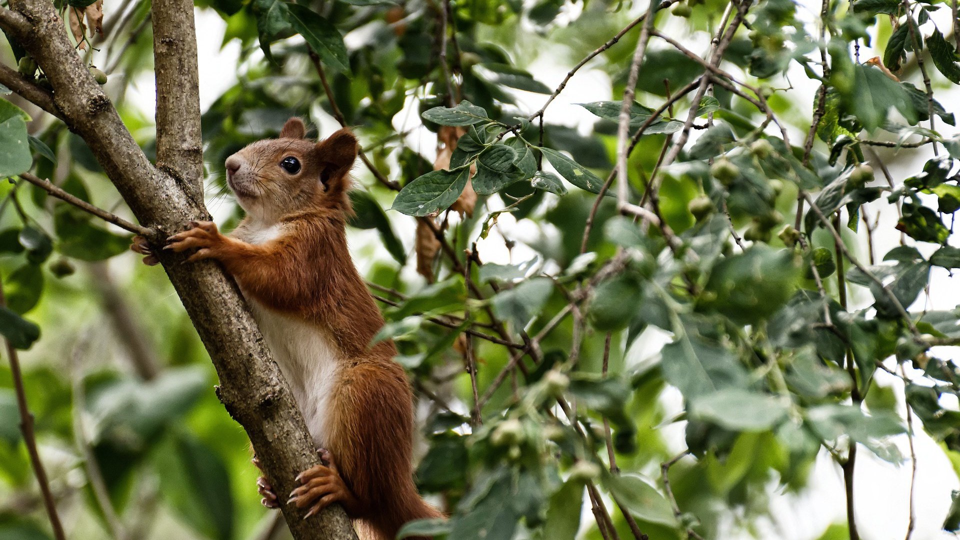 三人篮球世界杯抽签结果公布 中国队签运一般，3人篮球世锦赛