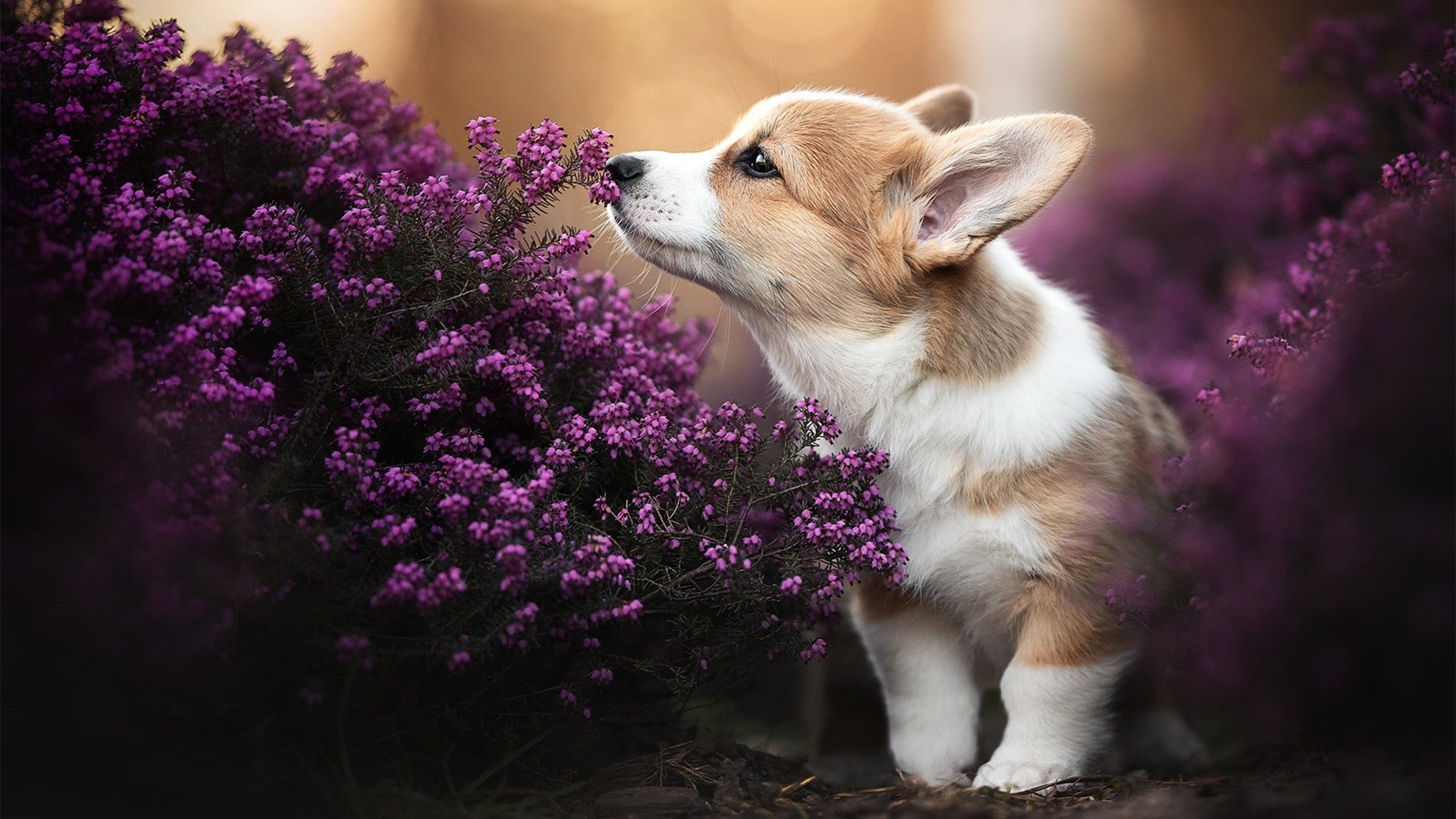中国女篮打造快速反击体系，中国女篮逆转