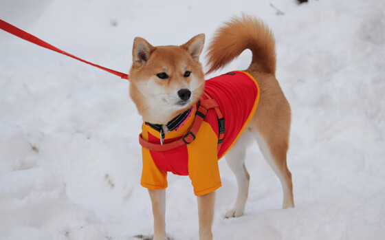 日本女乒实力提升，期待东京后新突破，日本 女乒选手