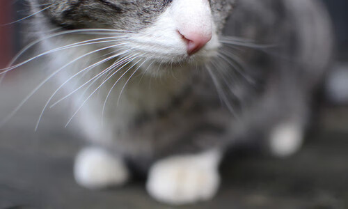 kaiyun中国官方网站-未来的乒乓力量：新加坡队如何利用科技提升竞技水平，新加坡乒乓球厉害吗