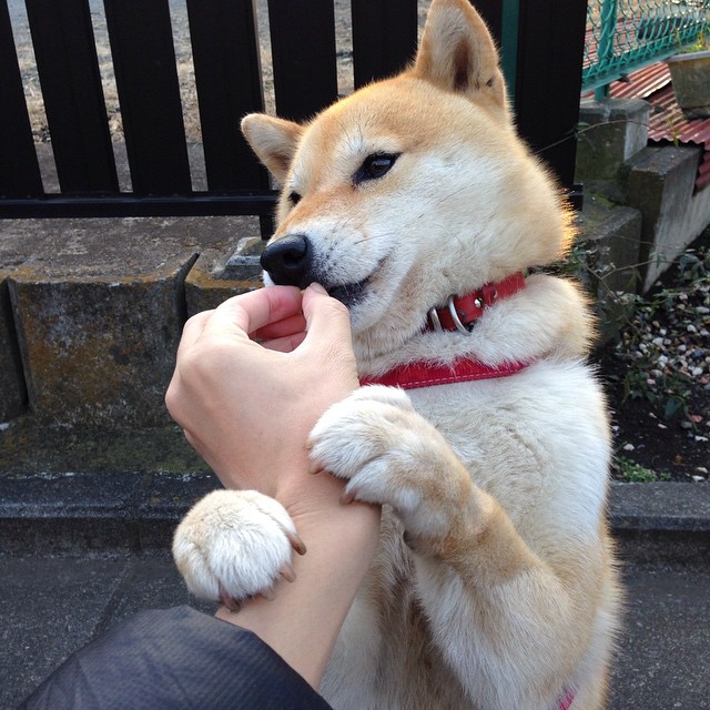 自由式滑雪赛事成绩突出,自由式滑雪世界锦标赛