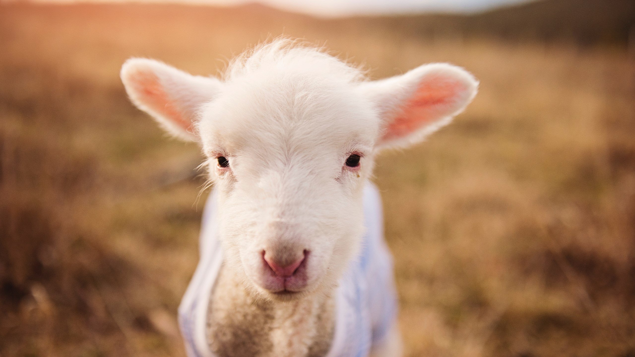 马竞积极拼抢形成场面主动权，马竞的情况