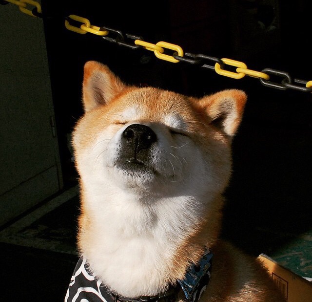 女子橄榄球加速职业化进程，女子橄榄球职业联赛