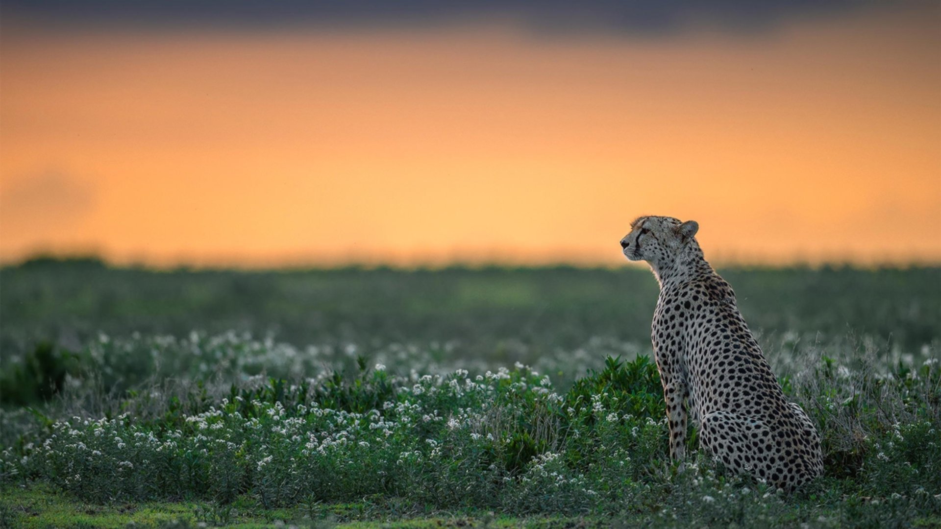 法甲冠军争夺:战术对决中的精彩瞬间,法甲挑战赛