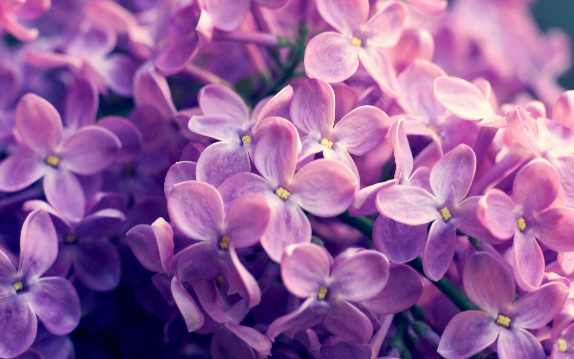 莱德基刷新800米自由泳世界纪录,莱德基1500米自由泳世界纪录