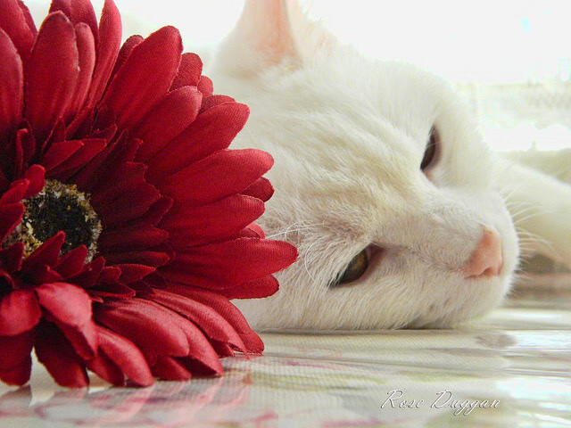 足球运动在校园文化节中的展示频率提升，普及率不断扩大，校园足球文化活动有哪些