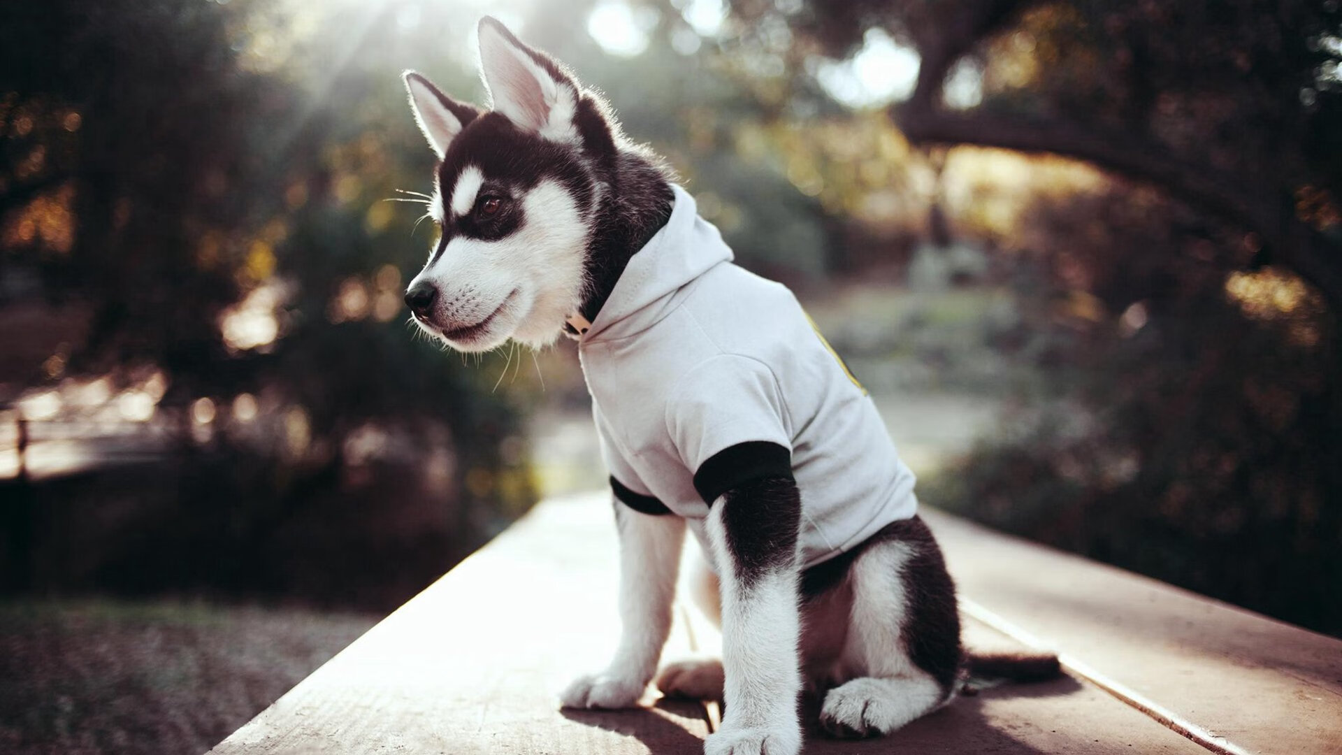 阿森纳青训潜力巨大，未来之星不断涌现